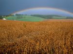 rainbow-field-gehman_1498_600x450